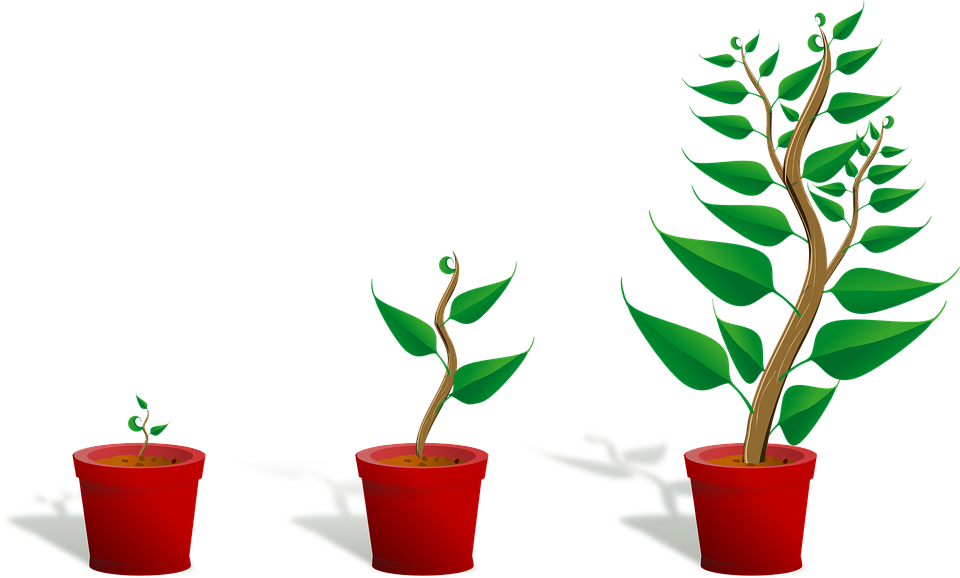 Sapling plant growing seedling